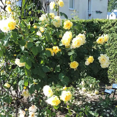 Zuza Blisko Plazy Daire Rewal