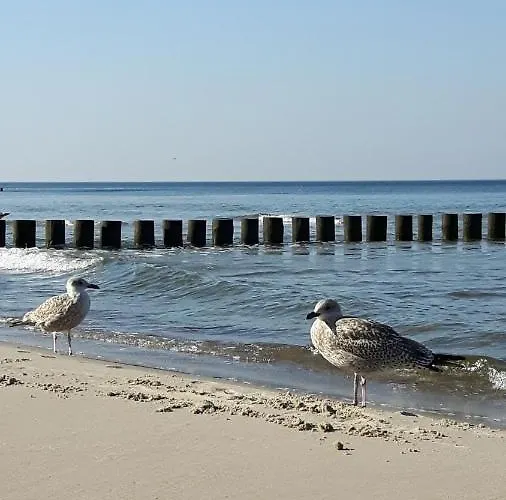 Zuza Blisko Plazy * レバル